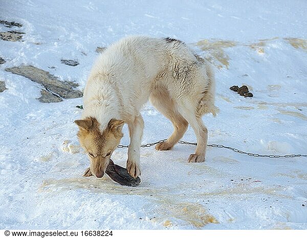 Fütterung eines Hundes mit Robbenfleisch. Schlittenhund im Nordwesten von Grönland im Winter. Kullorsuaq  eine traditionelle grönländische Inuit-Siedlung in der Melville-Bucht. Amerika  Nordamerika  Grönland  Dänemark.
