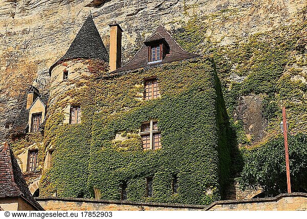 Façade greening  La Roque-Gageac  Manoir de Tarde  Renaissance manor house  Aquitaine region  Dordogne department  France  Europe