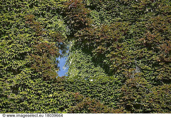 Facade greening  Freiherr-vom-Stein-Strasse  Schöneberg  Berlin  Germany  Europe