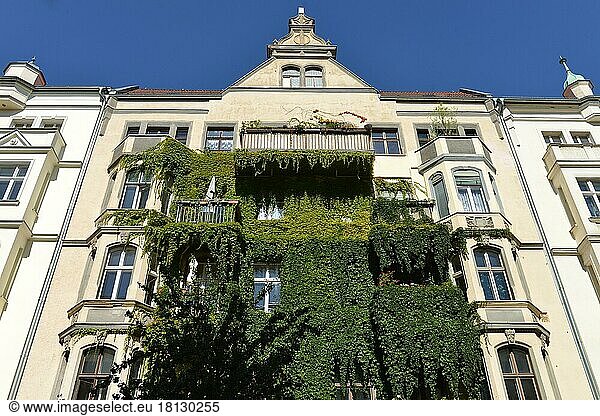 Facade greening  Immanuelkirchstrasse  Prenzlauer Berg  Berlin  Germany  Europe