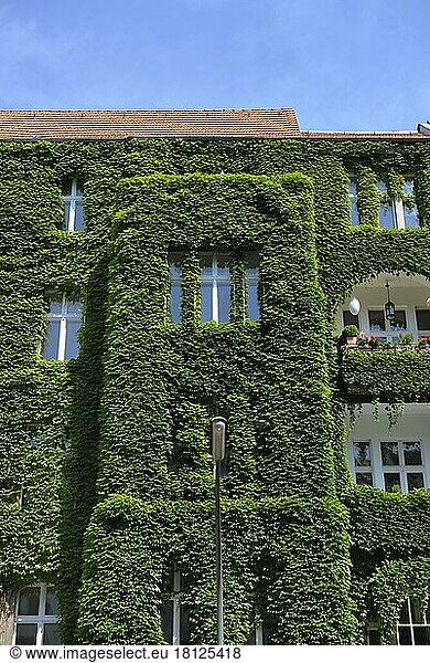 Facade greening  Regensburger Straße  Schöneberg  Berlin  Germany  Europe