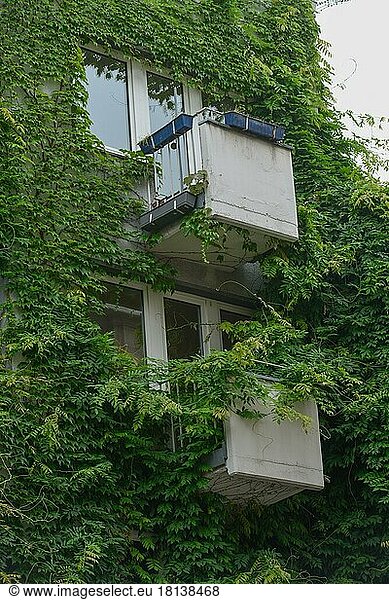 Facade greening  residential building  Cologne  North Rhine-Westphalia  Germany  Europe