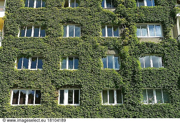 Facade greening  Schöneberg  Berlin  Germany  Europe