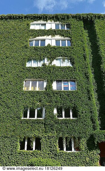 Facade greening  Schöneberg  Berlin  Germany  Europe