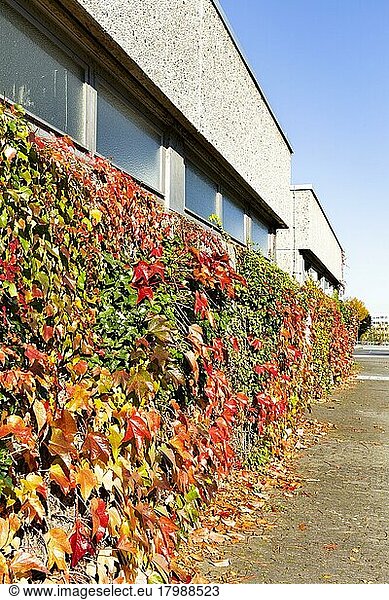 Facade greening with autumn leaves on a building of the Rhein-Sieg-Gymnasium  Sankt Augustin  Rhineland  North Rhine-Westphalia  Germany  Europe