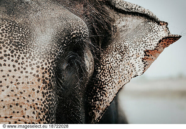 Face of an elephant from Chitwan National Park - Nepal