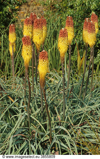 Fackellilien-Art (Kniphofia caulescens)