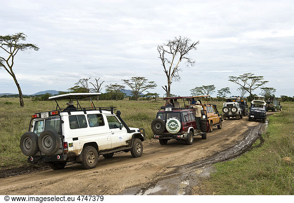 Fahrzeuge stauen sich beim Beobachten einer Leopardin  die sich im Gras versteckt  Serengeti-Nationalpark  UNESCO Weltnaturerbe  Tansania  Afrika