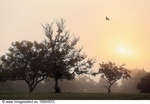 Falke fliegt bei Sonnenaufgang über Bäume