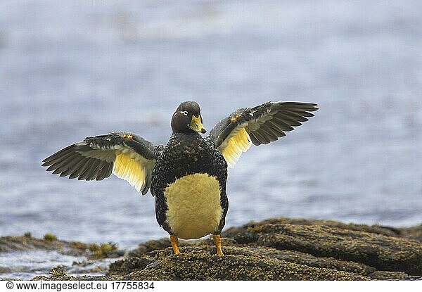 Falkland-Dampfschiffente (Tachyeres brachypterus) adult  Flügel ausbreitend  stehend auf felsiger Küste  Carcass Island  Falkland-Inseln