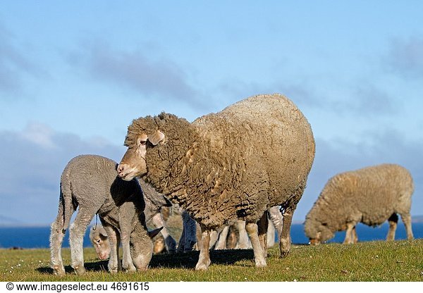 Falkland Islands   Pebble island   Domestic Sheep.