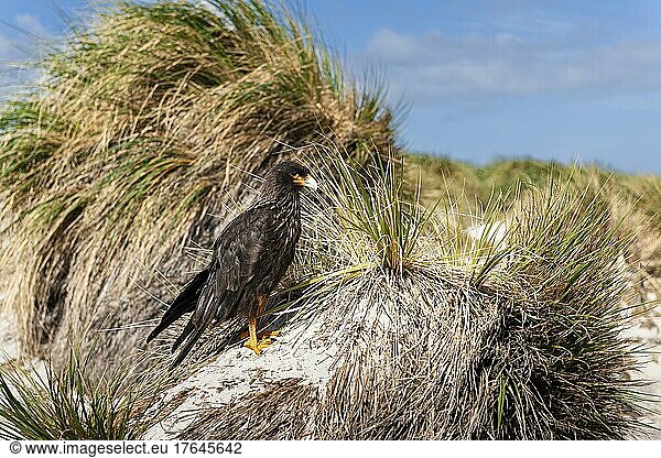 Falklandkarakara (Phalcoboenus australis) oder Johnny Rook  Carcass Island  Falklandinseln  Südamerika