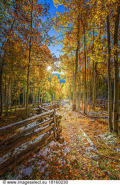 Fall Colors Aspen Trees with Wooden Fence - Silver Jack Reservoir