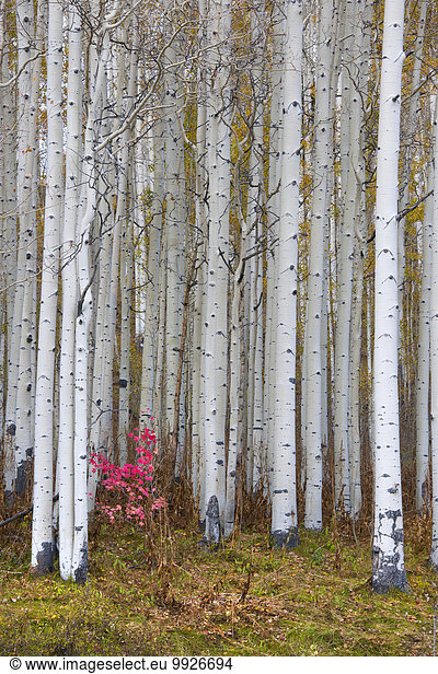 Fall colours in the Wasatch Mountains  aspen trees with pale bark and straight trunks.