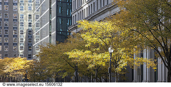 Fall foliage at St. James Avenue  Boston  Massachusetts  USA