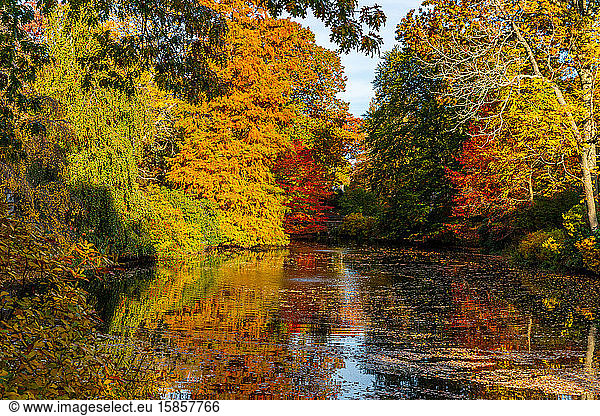 Fall foliage colorful trees surrounding pond.