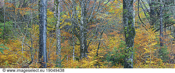 Fall foliage covers the landscape of North Cascades National Park located in northern Washington.