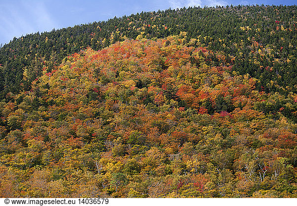 Fall Foliage  New Hampshire