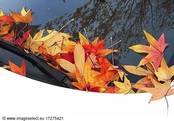 Fallen American sweetgum (Liquidambar styraciflua) leaves lying on car windshield