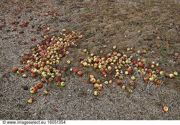Fallen apples rotting in field