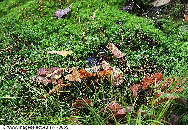 Fallen autumn leaves lying on green mossy forest floor