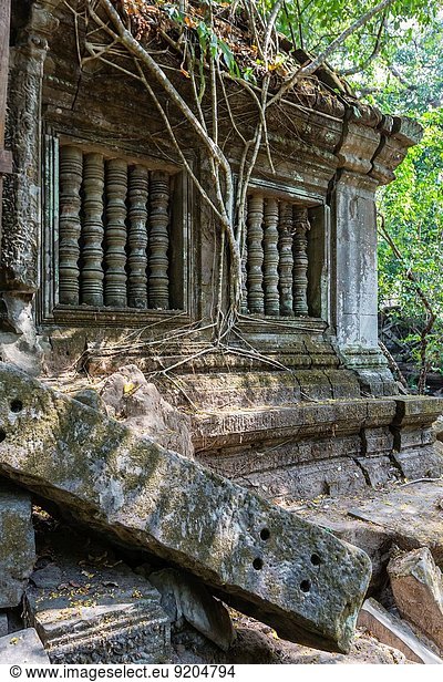 fallen fallend fällt Angkor überwachsen