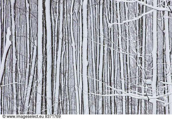 fallen  fallend  fällt  Frische  Baum  Kanada  Ontario  Schnee