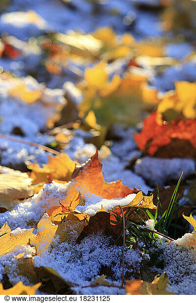 Fallen leaves covered in first snow