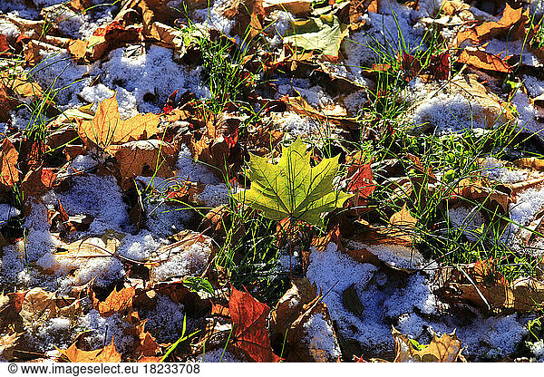 Fallen leaves covered in first snow