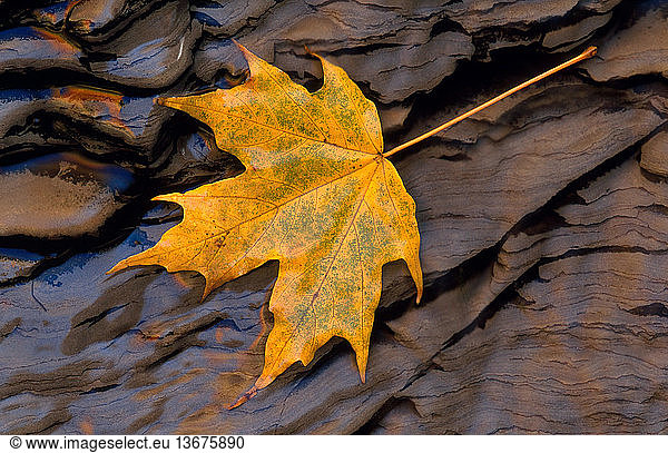 Fallen maple leaf in Cuyahoga Valley National Recreation Area  Ohio.