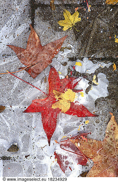 Fallen maple leaves lying on icy surface