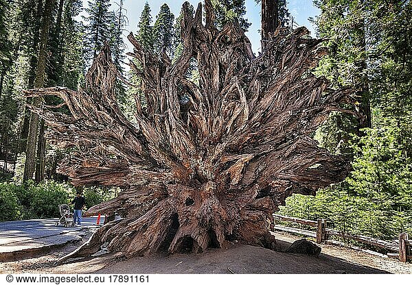 Fallen Monarch  Wurzel von Mammutbaum (Sequoioideae)  Riesenmammutbaum (Sequoiadendron giganteum)  Mariposa Grove  Yosemite Nationalpark  Kalifornien  USA  Nordamerika