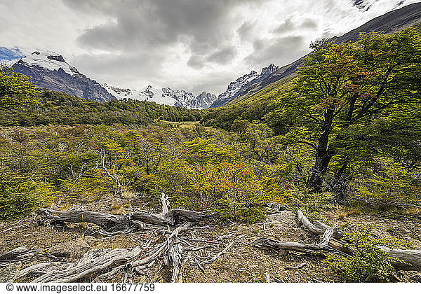 Fallen trees at Valley near Laguna Torre  El Chalten  Los Glaciares National Park  Patagonia  Argentina