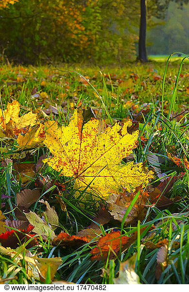 Fallen yellow maple leaf on grass in autumn