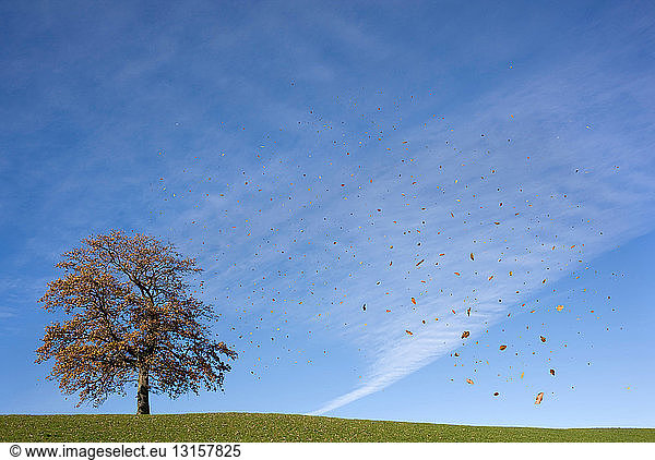 Falling leaves and oak tree in autumn