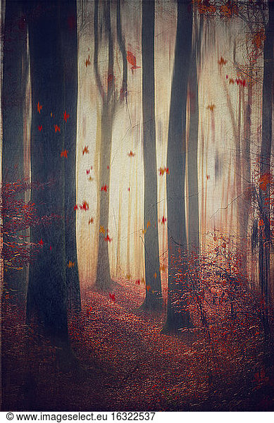 Falling leaves in autumnal forest