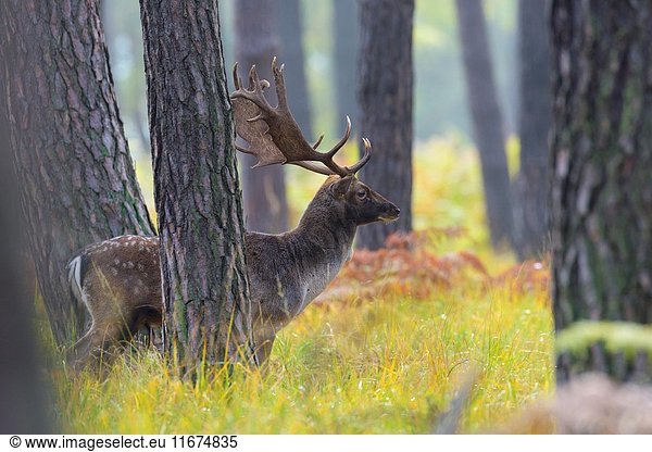 Fallow Deer (Cervus dama) in Autumn  Hesse  Germany  Europe.