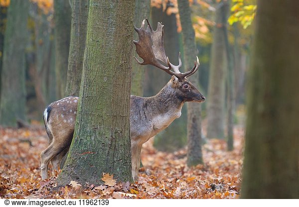 Fallow Deer (Cervus dama) in Autumn  Hesse  Germany  Europe.