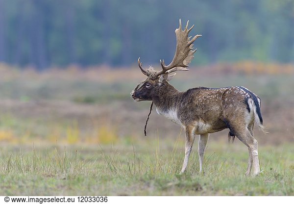 Fallow Deer (Cervus dama) with rope on his antler  Hesse  Germany  Europe.