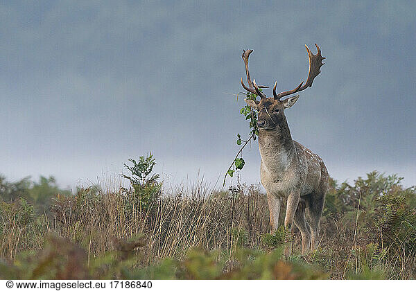 Fallow deer (Dama dama) buck in the mist amongst bracken at sunrise  England