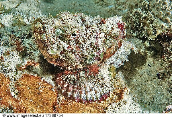 False stonefish (Scorpaenopsis diabolus)  lying camouflaged on the seabed  Indian Ocean  Mauritius  Africa