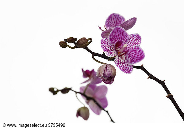 Falterorchidee (Phalaenopsis)  Orchidee