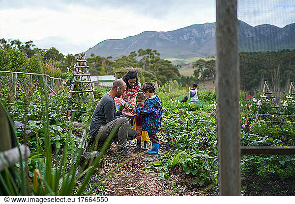 Familie erntet Gemüse im Garten