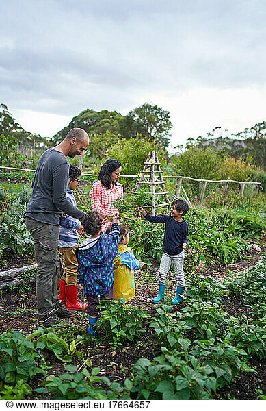 Familie erntet Gemüse im Garten