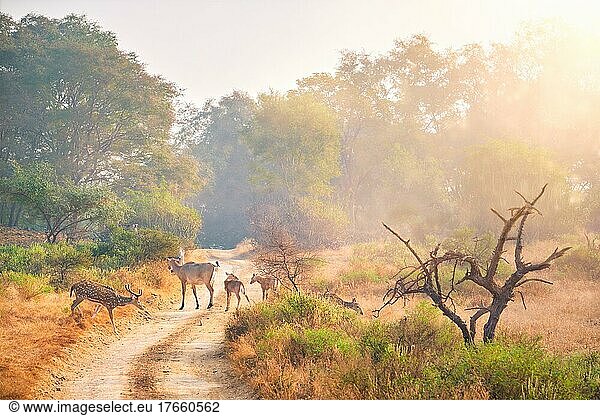 Families of blue bull nilgai and spotted deers chital walking in forest. Safari road  birds  trees. Perfect sunrise in Ranthambore National park. Tourism eco environment. Rajasthan  India