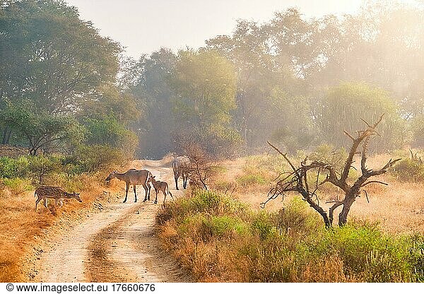 Families of blue bull nilgai and spotted deers chital walking in forest. Safari road  birds  trees. Perfect sunrise in Ranthambore National park. Tourism eco environment. Rajasthan  India