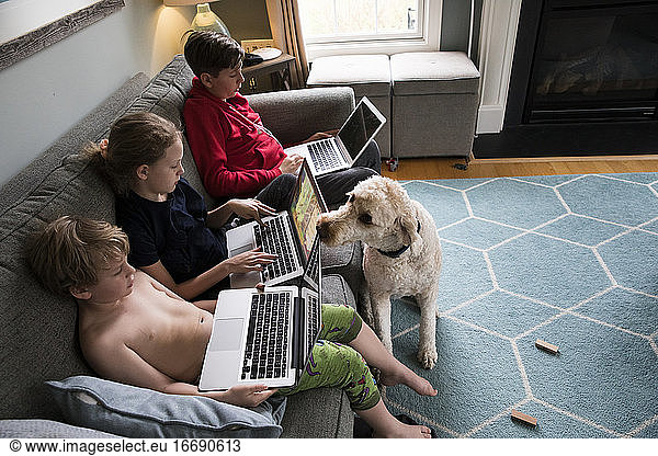 Family Dog Overlooks Siblings Using Laptops for Virtual Learning