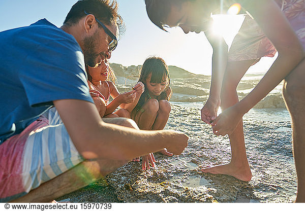 Family exploring tide pool on sunny beach