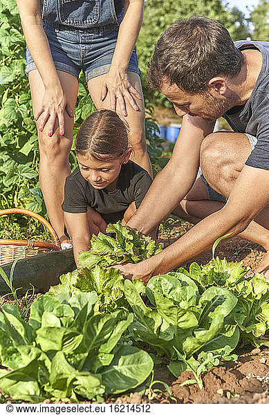 Family harvesting salad in garden