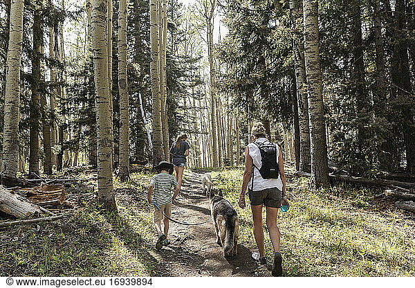 Family hiking in a forest of Aspen trees